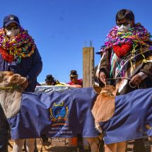 MÁS DE 200 ASOCIACIONES DE PRODUCTORES DE 11 PROVINCIAS DE LA REGIÓN PUNO SE BENEFICIAN CON MÓDULOS REPRODUCTIVOS PARA VACUNOS LECHEROS