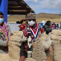 Nota de Prensa<hr>POTONI RECIBE NUEVA INFRAESTRUCTURA PRODUCTIVA PARA MEJORAR CALIDAD GENÉTICA DE ALPACAS